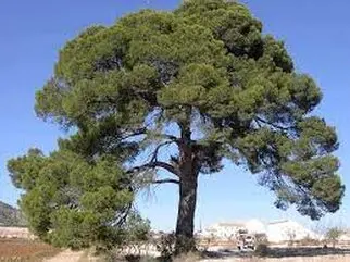 Poda de árboles en la provincia de Madrid