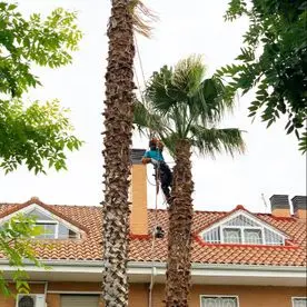 poda de palmera podas de palmeras
