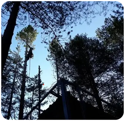TALA Y PODA ÁRBOLES