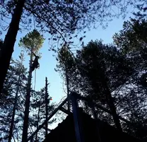 PODA DE ÁRBOLES EN ALTURA PODA DE ÁRBOLES