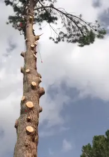 Poda de árboles Tala y poda en altura