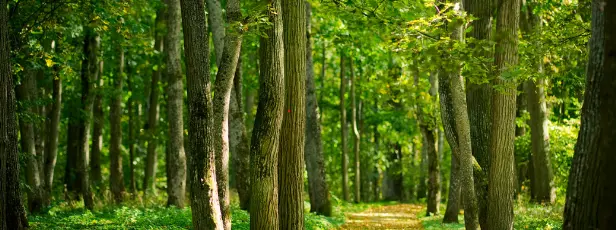 Podas de árboles en altura Poda de árboles en altura