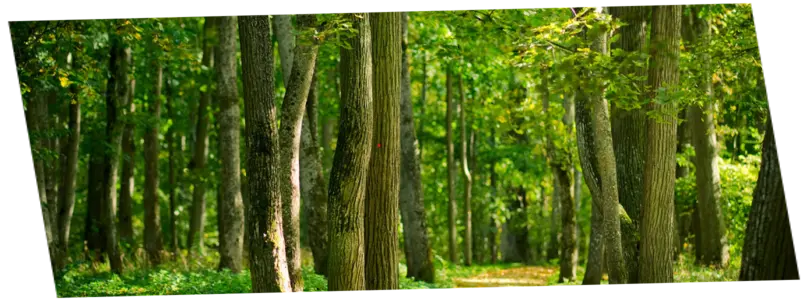 Podas y tala de árboles
