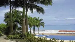 poda de palmeras palmeras t poda de palmeras