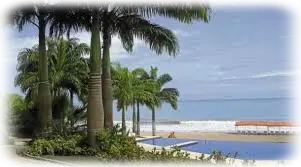 podas de palmeras poda de palmera