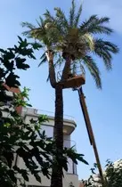 Poda de palmeras poda de palmera