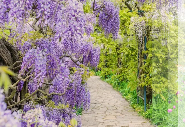 mantenimiento de jardines