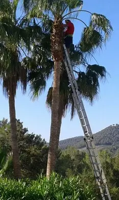 PODA DE ÁRBOLES EN ALTURA TALA Y PODA EN ALTURA