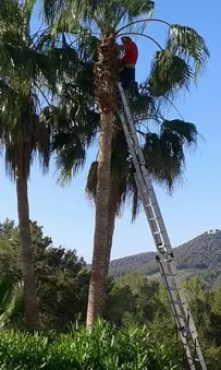 podas y talas de árboles en altura Madrid