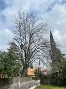 Podas y talas en altura de árboles grandes Madrid